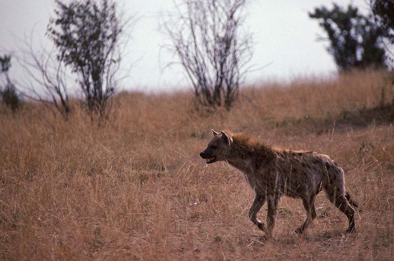 WT 1400 201-24 Kenya.jpg